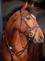 Amigo Flash Bridle