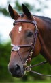 Brackley Grackle Bridle