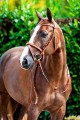 Florence Flash Bridle