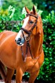 Prague Flash Bridle