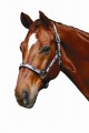 Roma Check Headcollar
