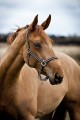 Nice Halter