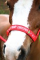 HY Merry Christmas H/Collar